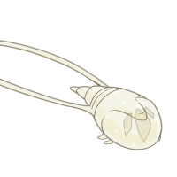 Thumbnail for KT-3538: Anthurium
