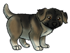 Gray Sable Mastiff Puppy
