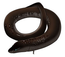 Submission thumbnail